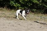 BOULEDOGUE FRANCAIS 179